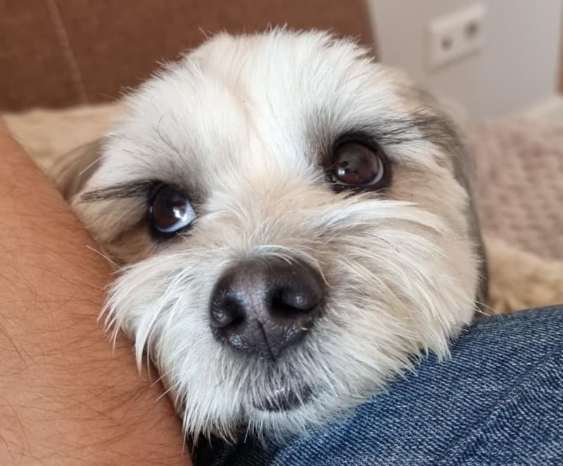 cutest puppy face you've ever seen